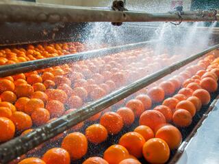 citrus fruit on conveyer belt passing under sprayer