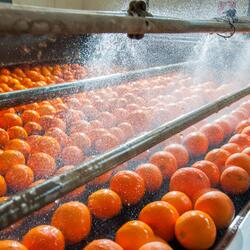 citrus fruit on conveyer belt passing under sprayer