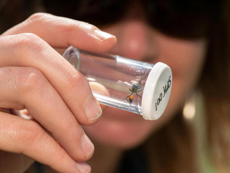 Alexis Bonogofksy examines a wasp in a sealed sample container