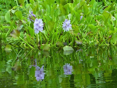 amazon river underwater plants