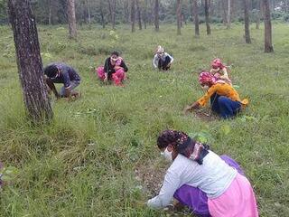 A group of people in a forest crouch down in the grass to pull weeds