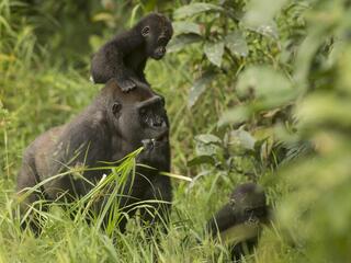 Gorilla twins Inganda and Inguka with their mother