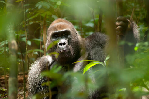 western lowland gorilla WW22719 Jabruson