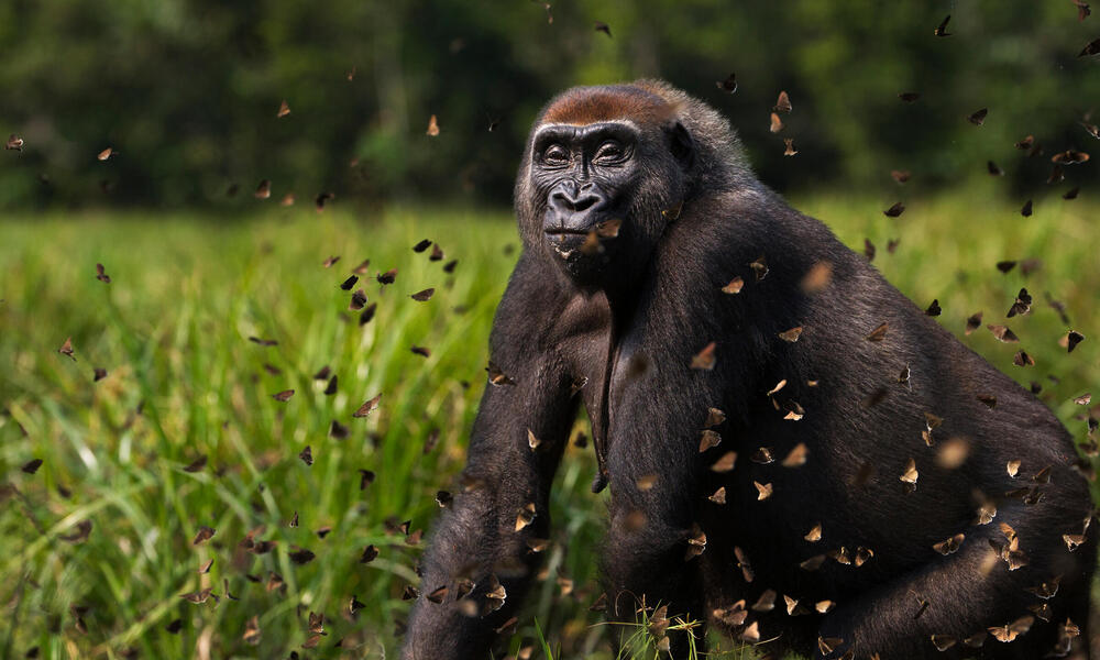 western lowland gorilla