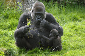 western lowland gorilla threats
