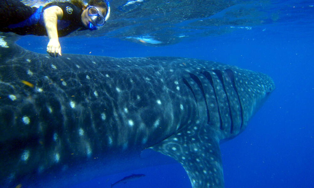 images of whale sharks