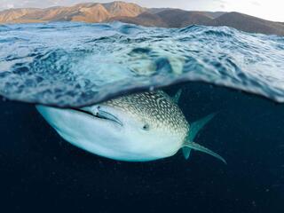 whale shark