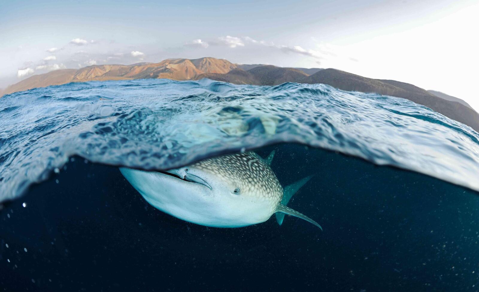 whale shark