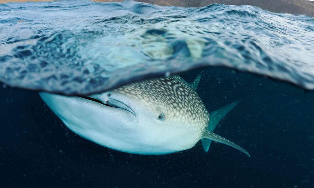 blue whale size comparison to whale shark