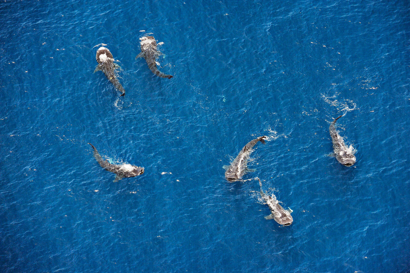 whaleshark above spring2018