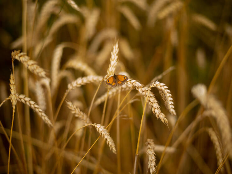 butterfly sits on wheat stalks