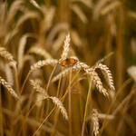 butterfly sits on wheat stalks