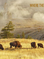 Where the Buffalo Roam Brochure