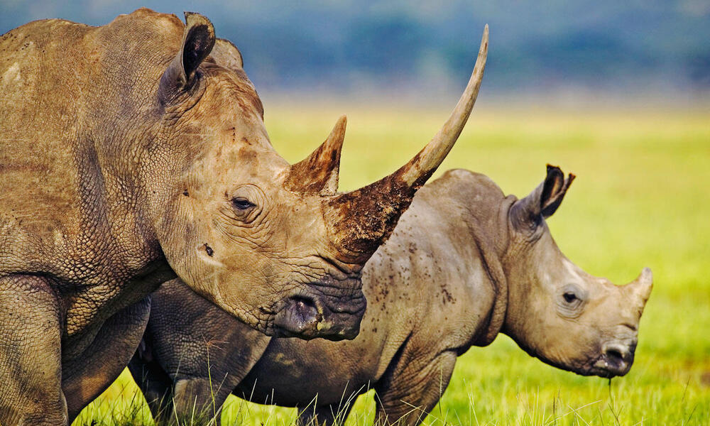 Where do rhinos live? And eight other rhino facts | Stories | WWF