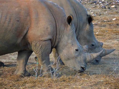  White rhinos at the GocheGanas Nature Reserve near Windhoek, Namibia.