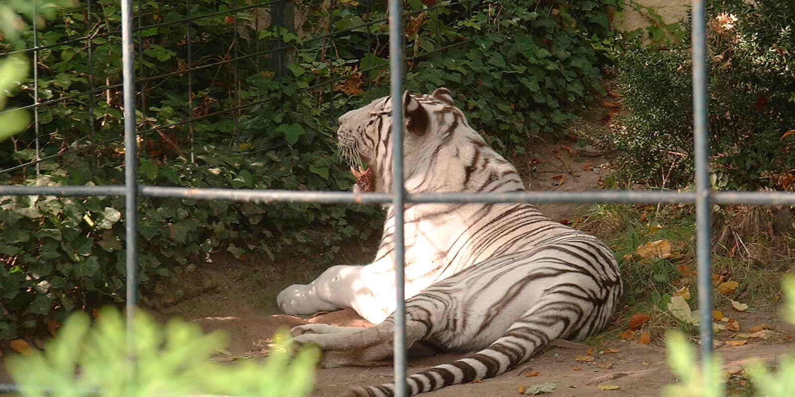 The truth about white tigers | Stories | WWF