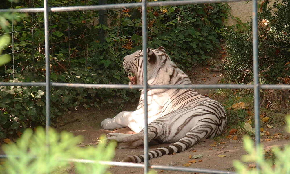 A white tiger seen through the bars of a cage laying down with its mouth open in its enclosure in a zoo