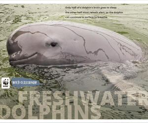 Freshwater Dolphin Posters (8.5x11)