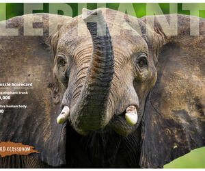 Elephant Posters (8.5x11)