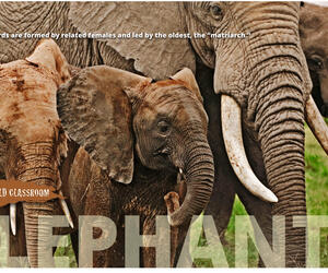 Elephant Posters (11x17)