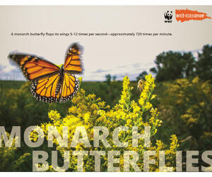 Monarch Butterfly Posters (11x17)