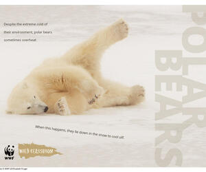 Polar Bear Posters (8.5x11)
