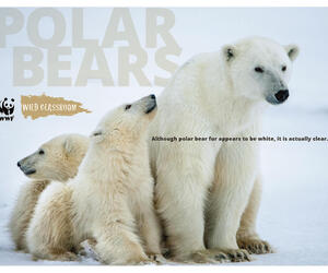 Polar Bear Posters (11x17)