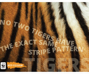 Tiger Posters (11x17)