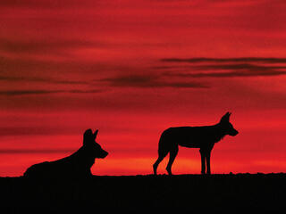 Wild dog silhouettes in the sunset