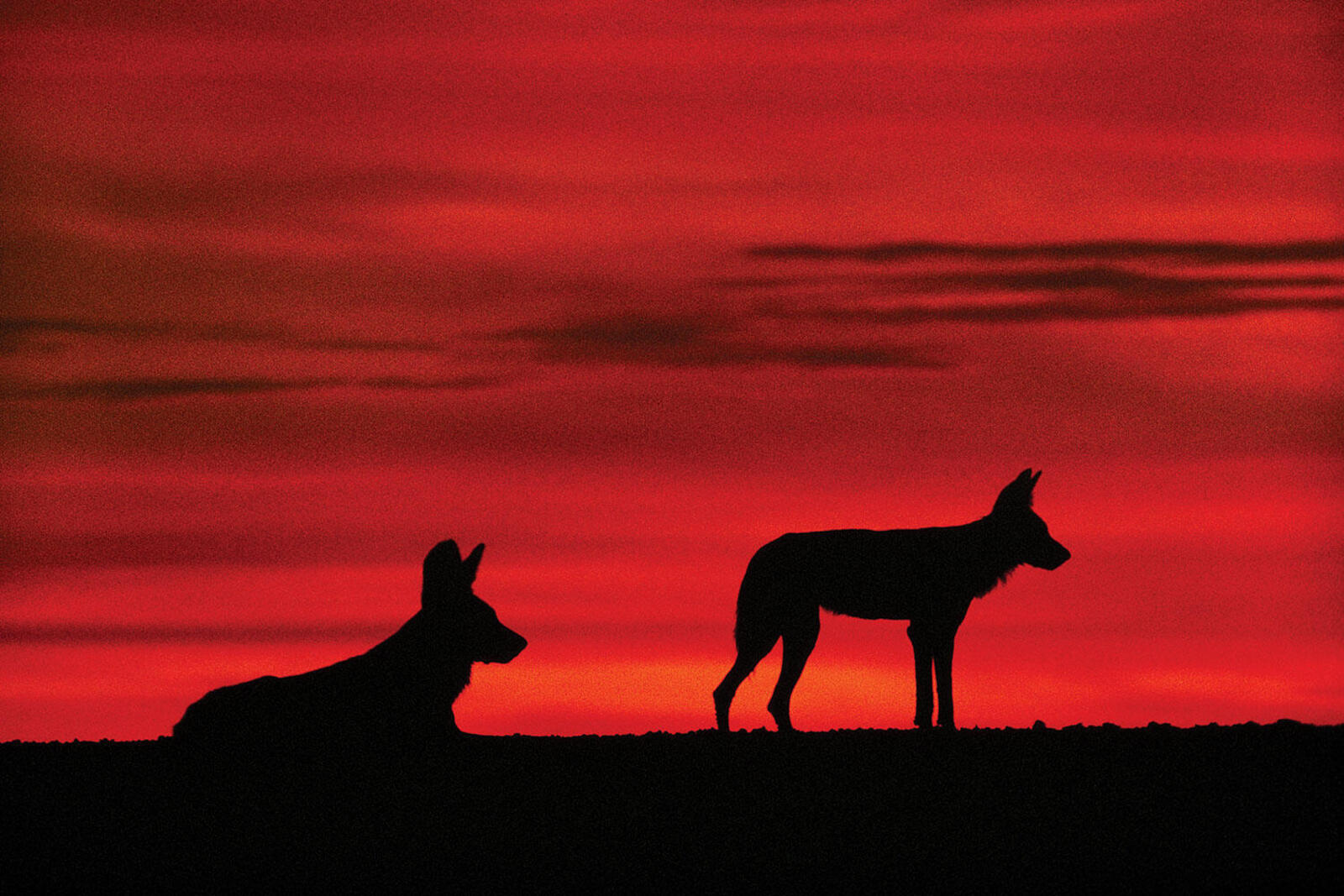 Wild dog silhouettes in the sunset