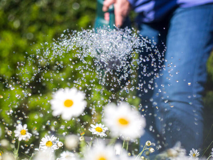 Plant a Pollinator Garden for National Wildflower Week Blog Posts WWF