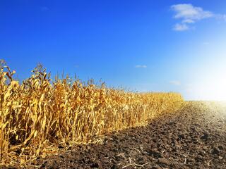a field of withered corn
