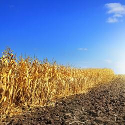 a field of withered corn