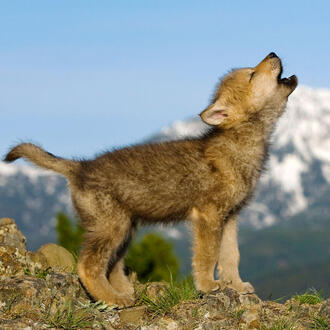 wolf
