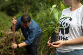  WWF staff are planting seedling in the Sabah Softwoods, Sabah, Borneo, Malaysia