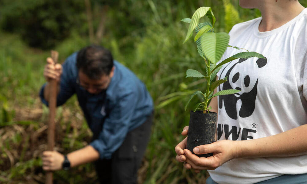  WWF staff are planting seedling in the Sabah Softwoods, Sabah, Borneo, Malaysia