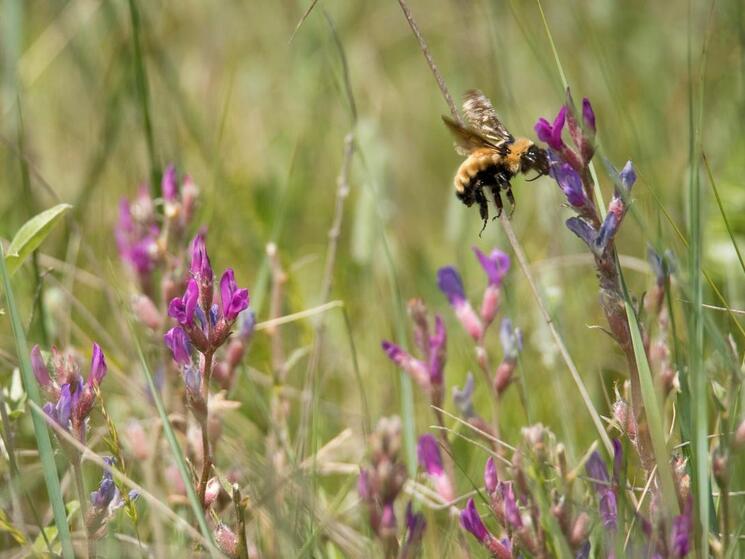 A yellow bumble bee landing on a plant with small purple flower buds surrounded by grassland