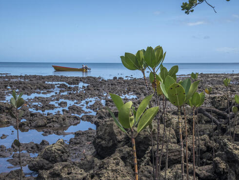 Young mangrove plants growing on the coastline with a boat on the water in the distance
