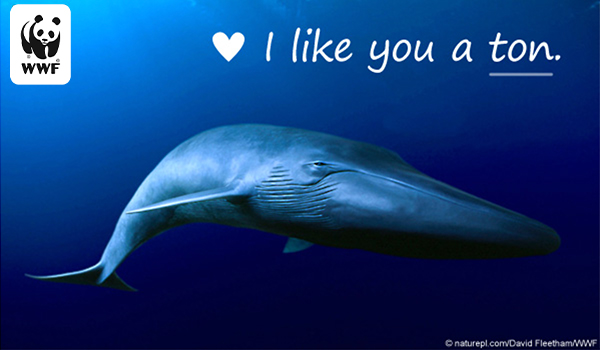 Whale I heart you